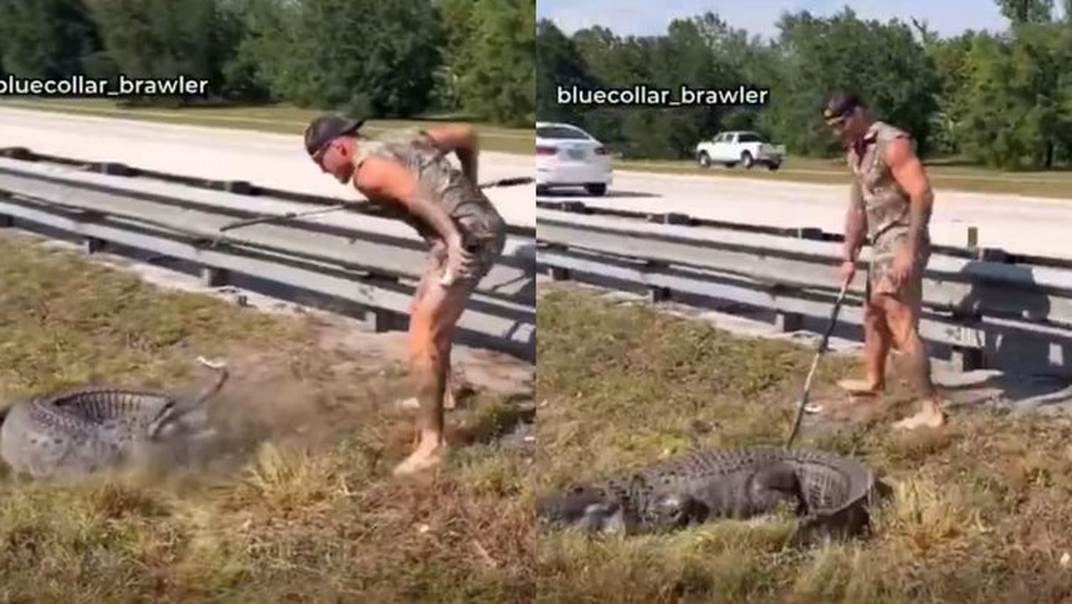 Descalzo y en un acto de valentía, atrapó a un enorme caimán en plena autopista de Florida: ¡mirá el video!