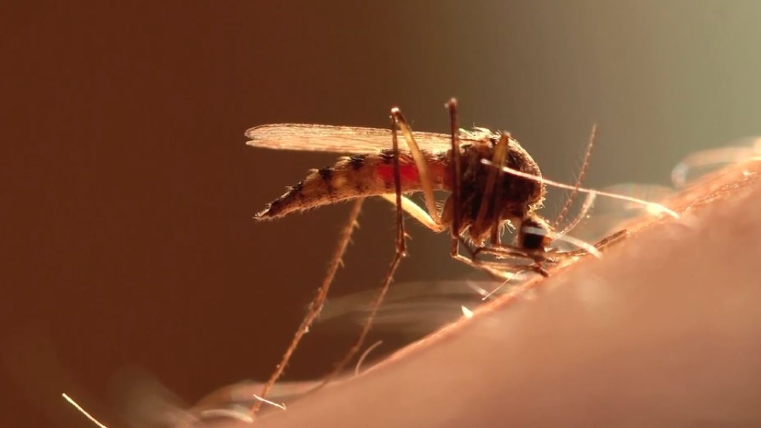 Preocupación por el fuerte aumento de casos de dengue en la provincia: se cuadriplicaron en 7 días