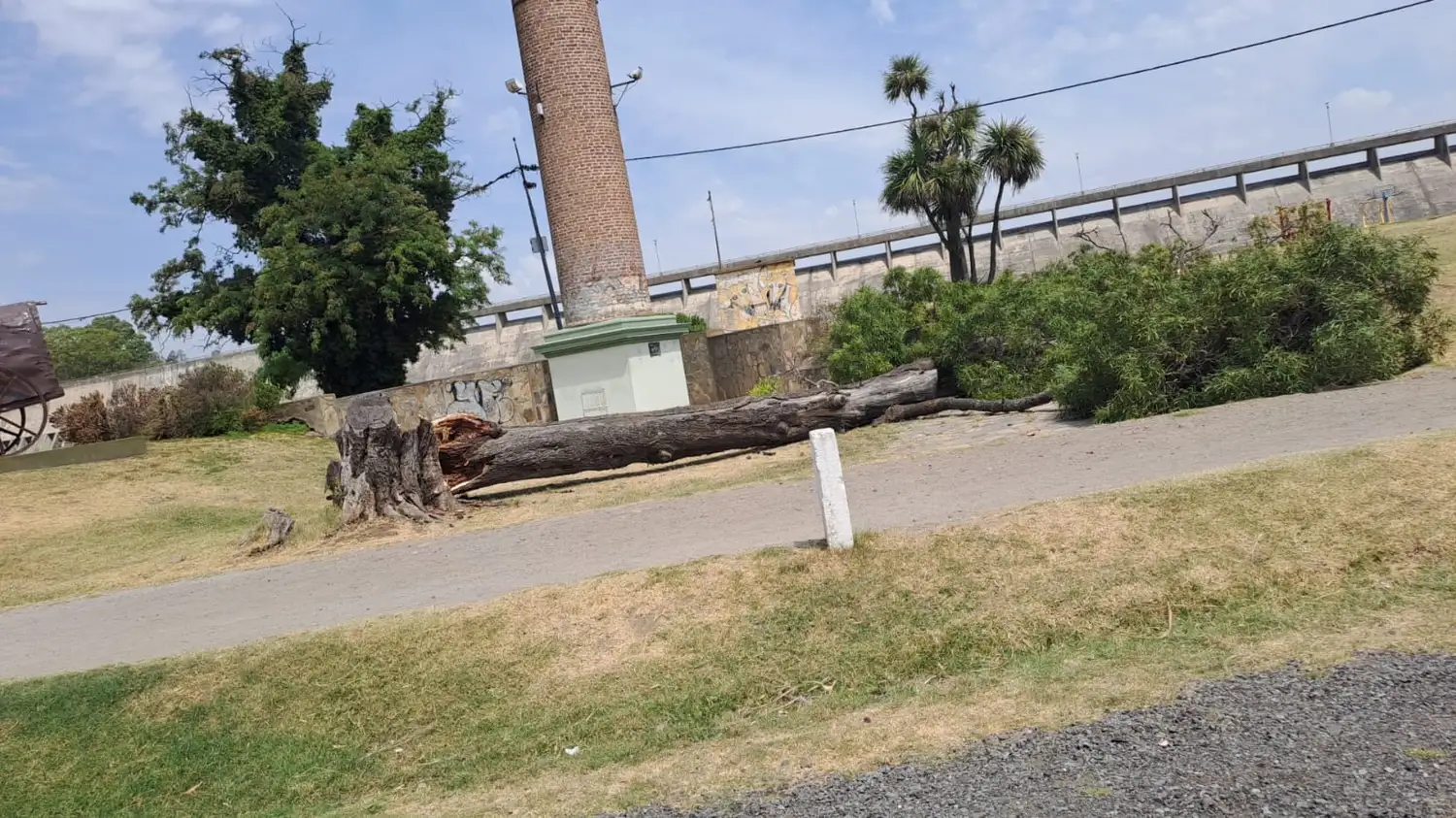 Un árbol caído en la zona del Lago del Fuerte