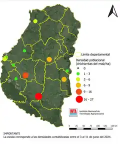 Maíz: hablemos de la “chicharrita”