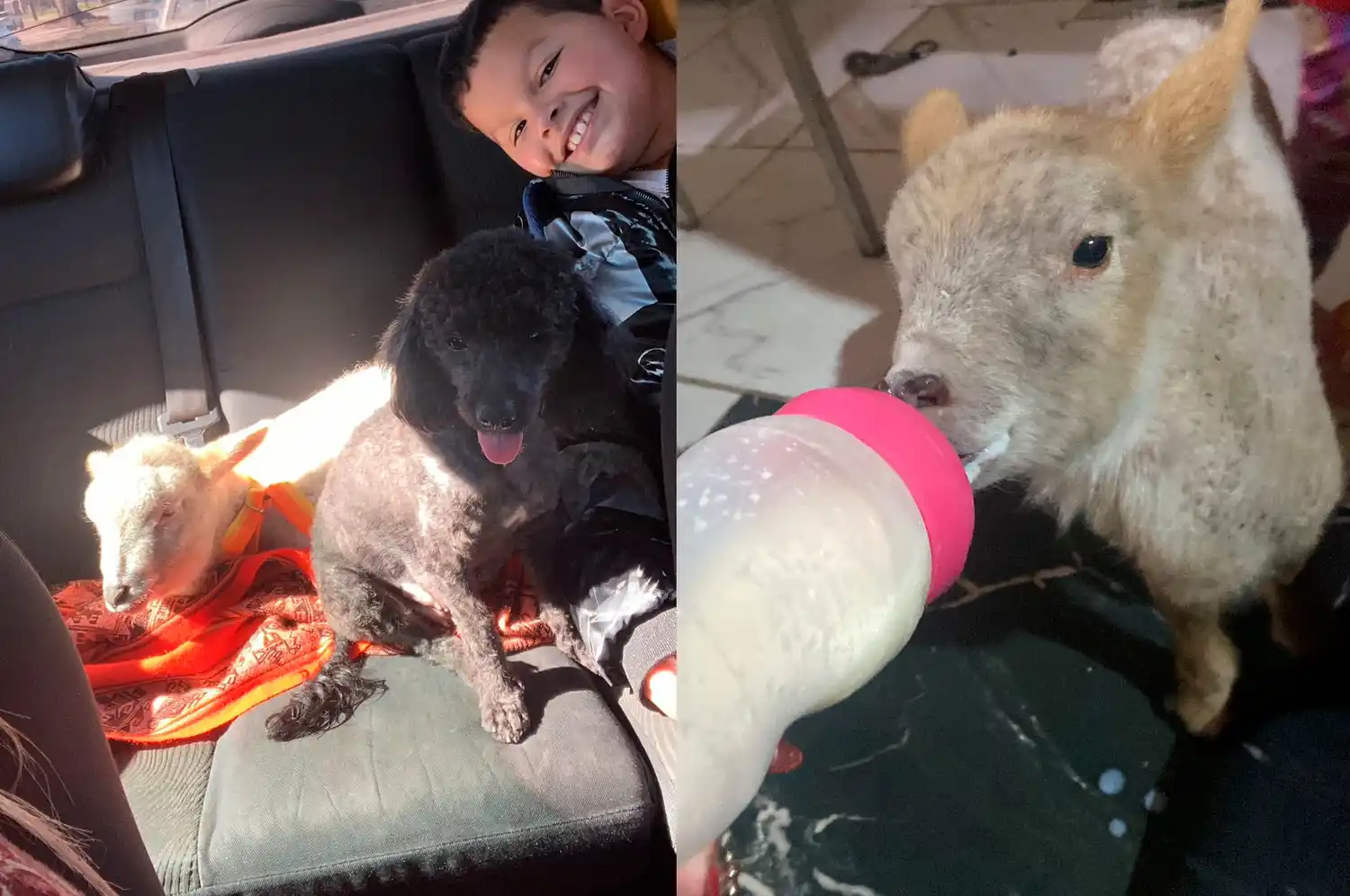 Florencia - Dueña	Tiene una mascota particular, un cordero - 1