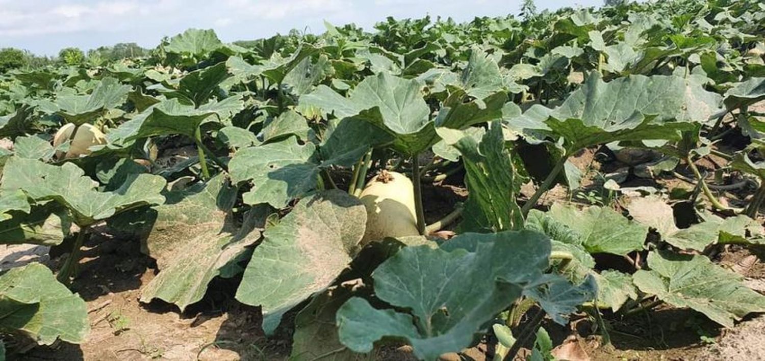 Naineck: Se encuentra a pleno la producción de zapallos y calabazas