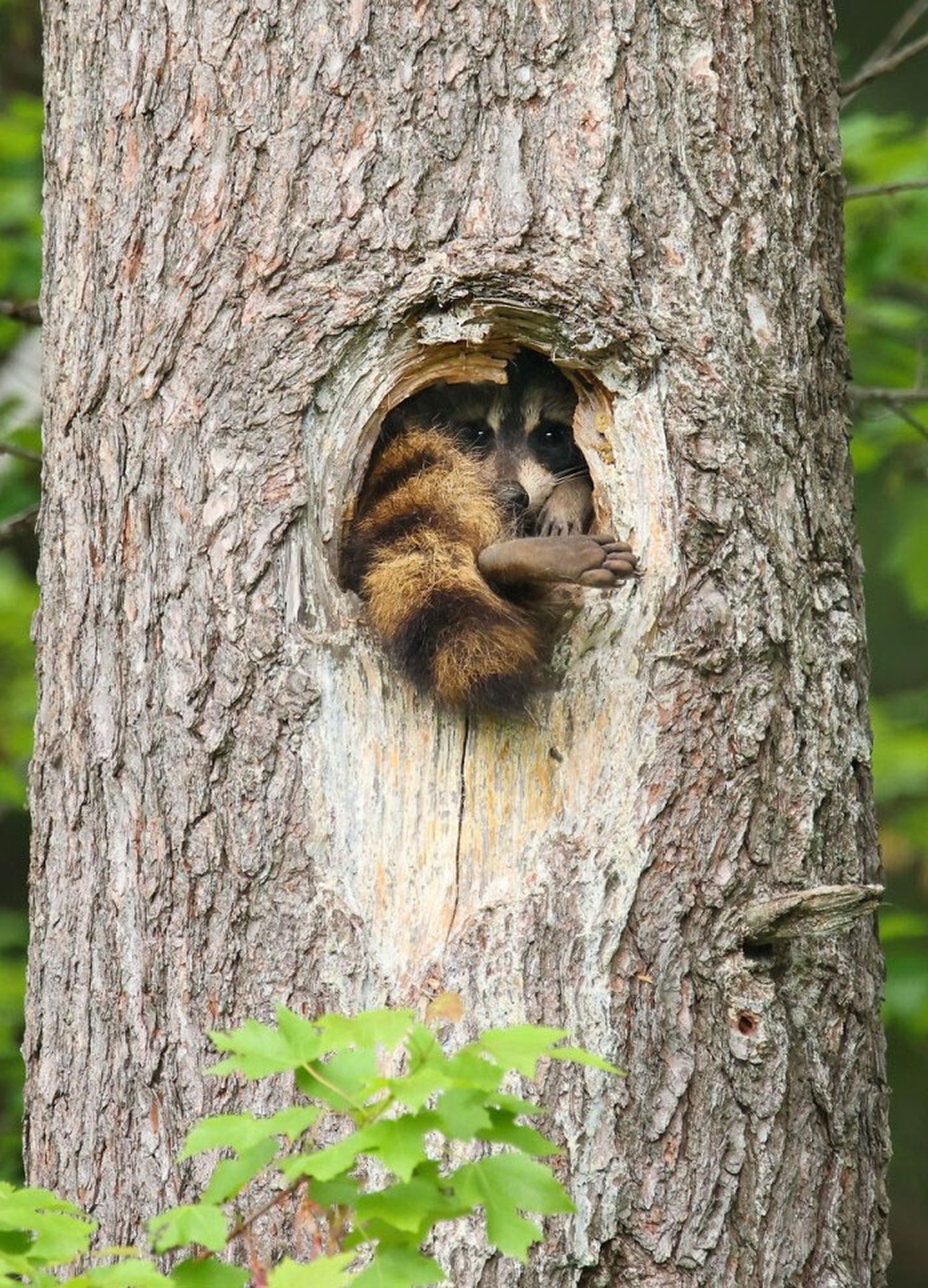 dentro del arbol