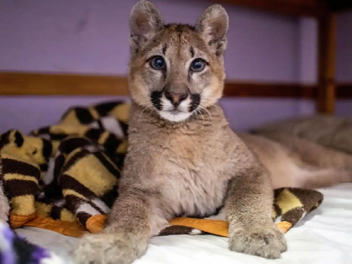 Lola Limón, la primera puma declarada "animal no humano sujeto de derechos"
