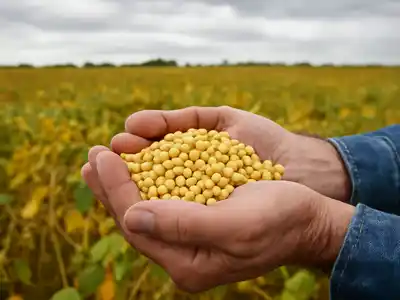El agro cierra un buen año con soja y maíz en alza y un trigo récord