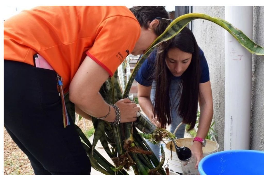 Dengue: se confirmaron dos nuevos casos en la ciudad de Santa Fe