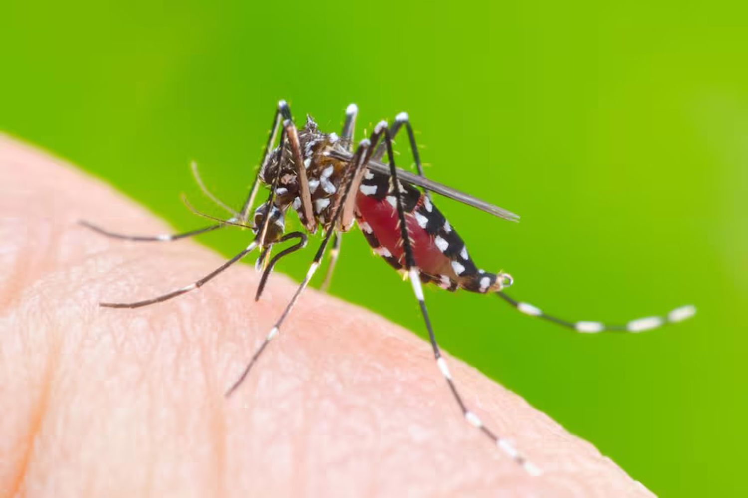 Mosquito transmisor. No se ha hallado la especie Aedes aegypti en Necochea
