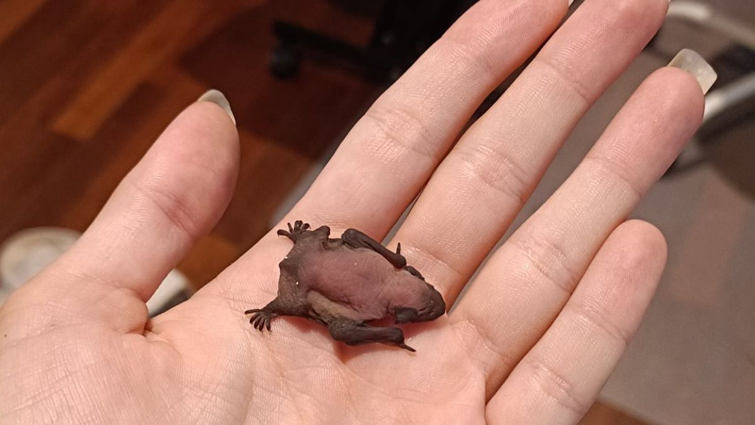 MURCIÉLAGO BEBÉ se hizo famoso porque mujer lo cuidaba como a una mascota