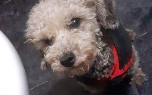 Buscan a Homero