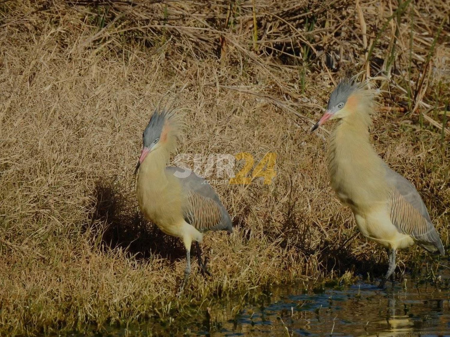 Melincué invita a disfrutar de la experiencia del “Avistaje de aves”