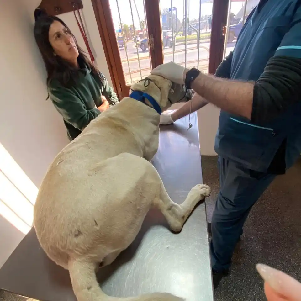 “Seamos Manada”: un trabajo silencioso que rescata animales y protege a la comunidad