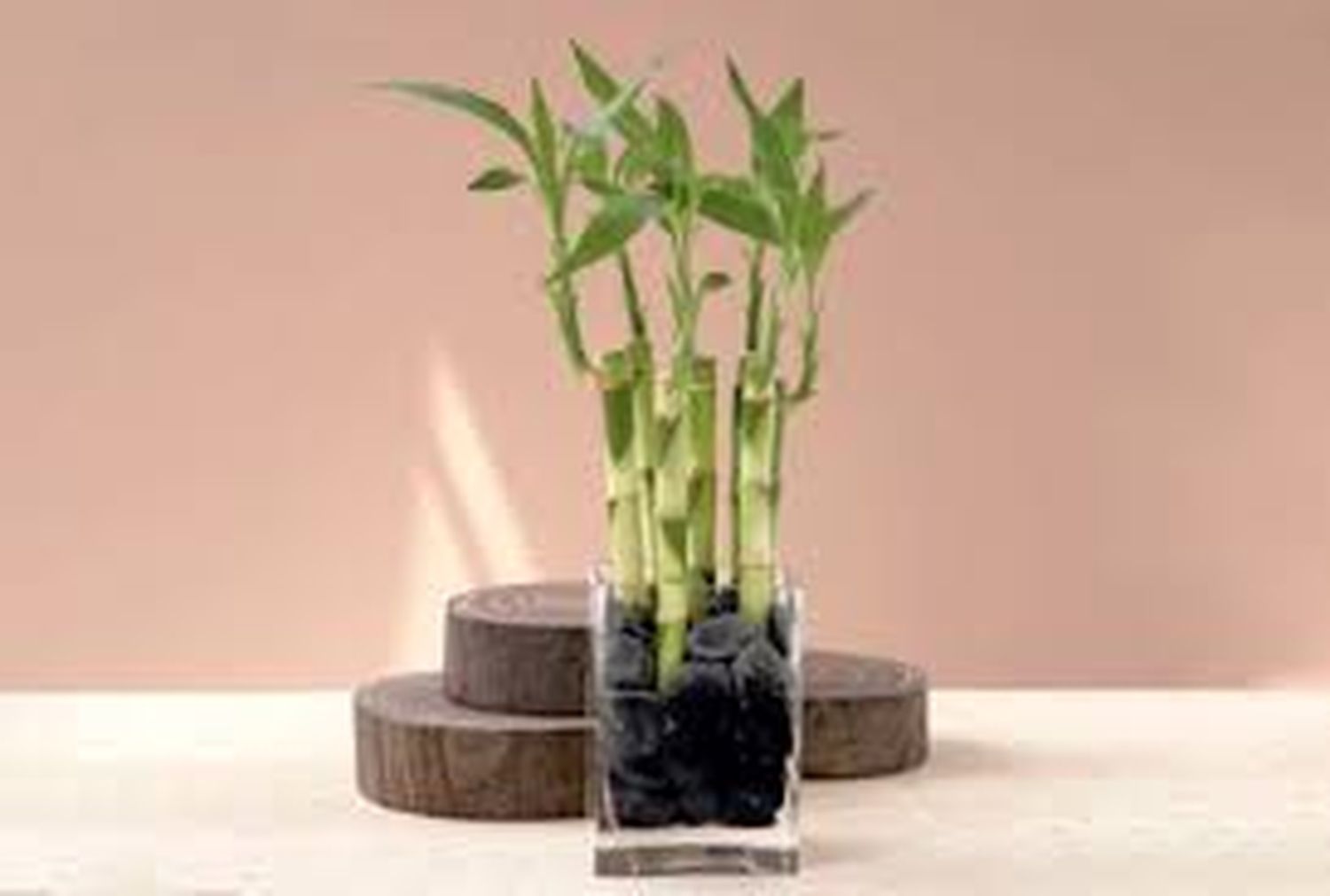 Otra planta para la buena suerte.