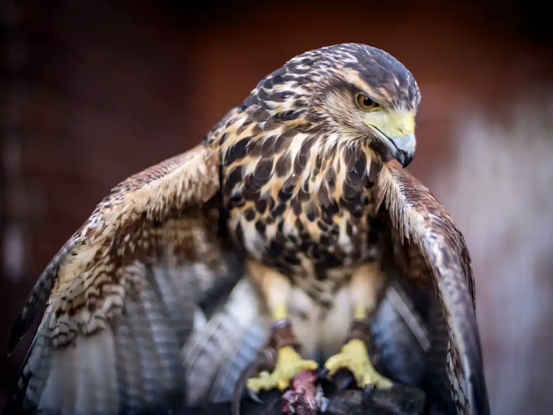 Cada vez es más frecuente cruzarse con aves rapaces en la zona urbana de Venado Tuerto.