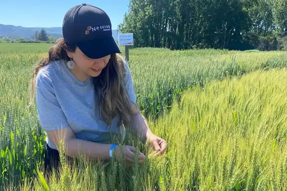 Ayuda a la salud: empresas de Chile y la Argentina crearán el primer trigo editado genéticamente del país