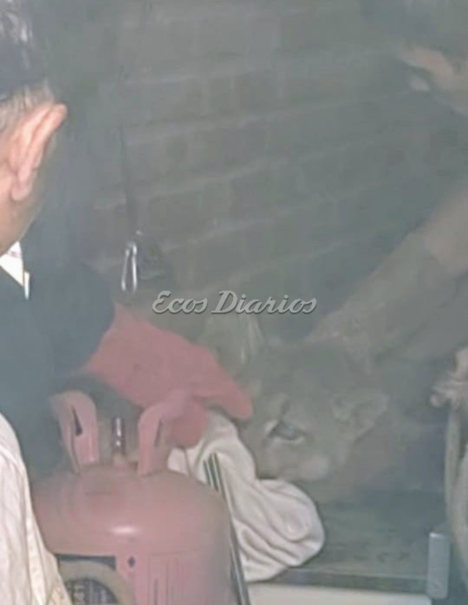 El puma. Capturado por la gente que trabajó en el lugar