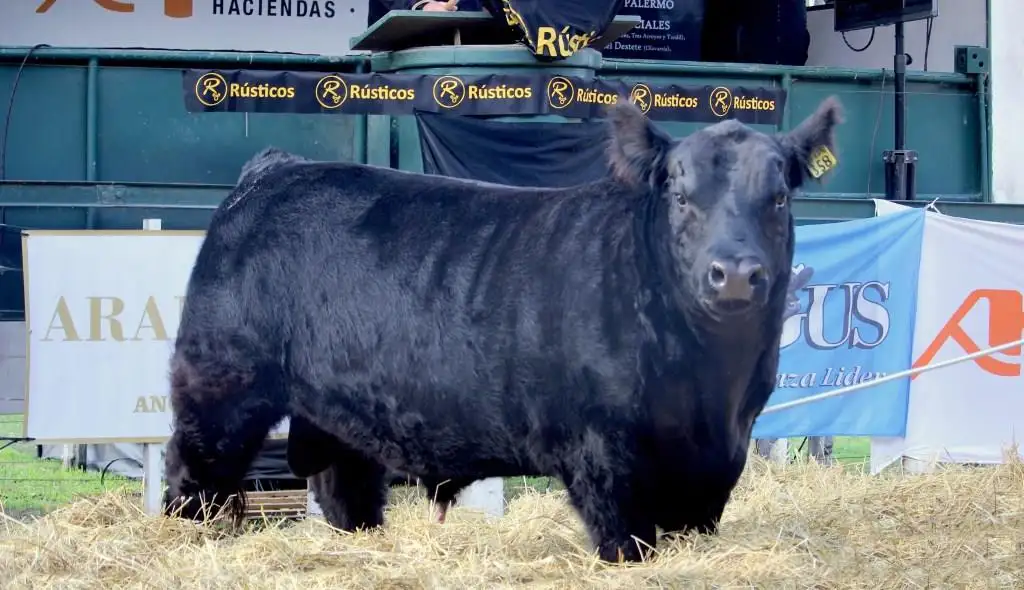 mas toros rusticos