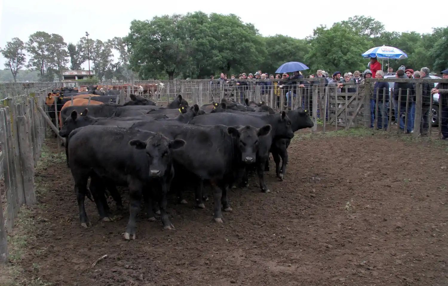 Esta vez, los Arzoz estarán de remate el sábado
