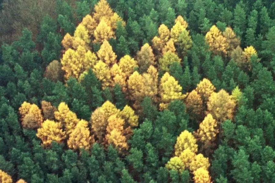 La esvástica del bosque: el misterio de los 150 árboles que escondieron una insigna nazi gigante durante medio siglo