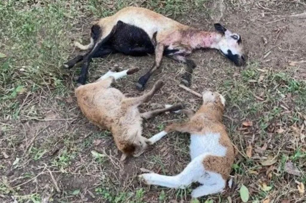 Denuncian que un misterioso ataque a ganado es obra del “chupacabras”