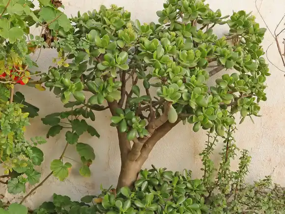¿Qué plantas debo colocar en la entrada de casa para atraer la abundancia, según el Feng Shui?