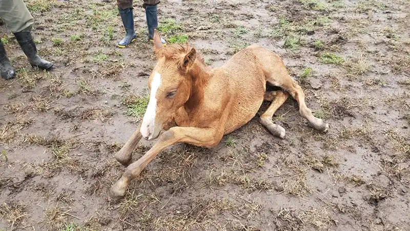Enfermo. La encefalomielitis equina ha vuelto a aparecer en el país