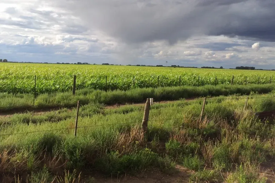 Chau sequía, hola cosecha: ¿cómo impactaron las lluvias en el campo de la región?