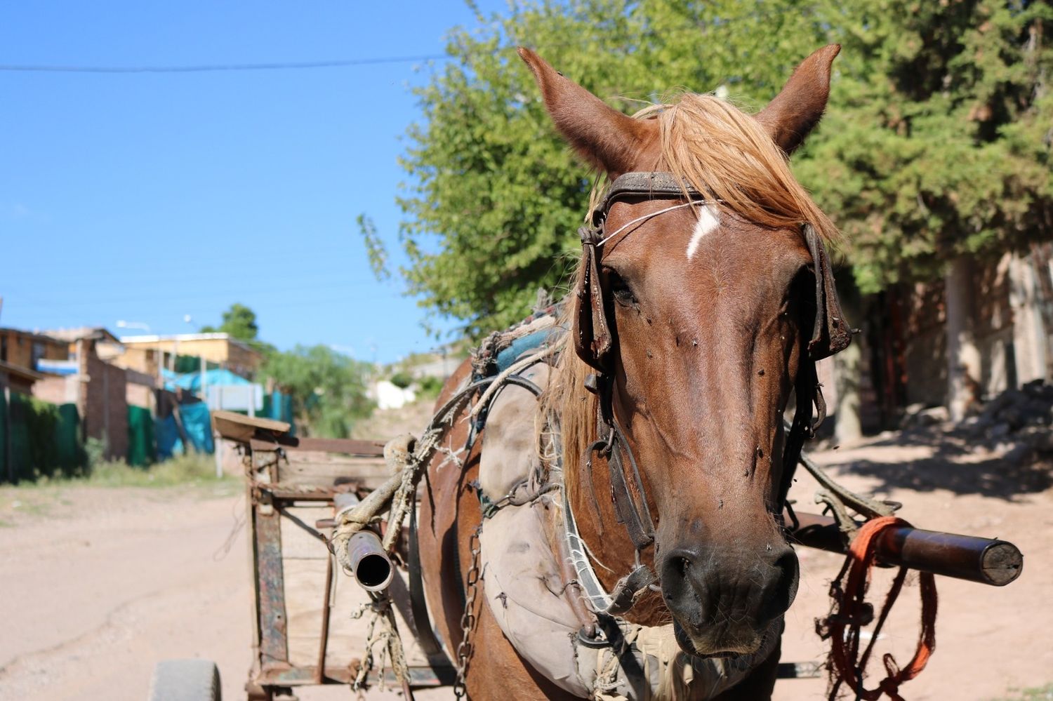 Buscan impedir la tracción a sangre en territorio bonaerense