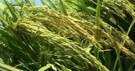 En Concordia una empresa familiar apuesta todo al arroz orgánico