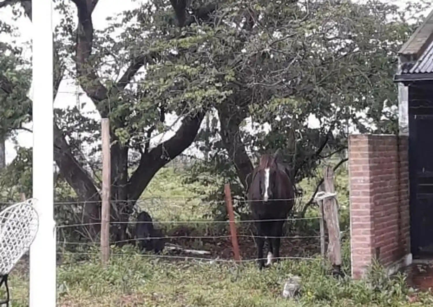 Caballo está sin agua y comida desde hace tres días