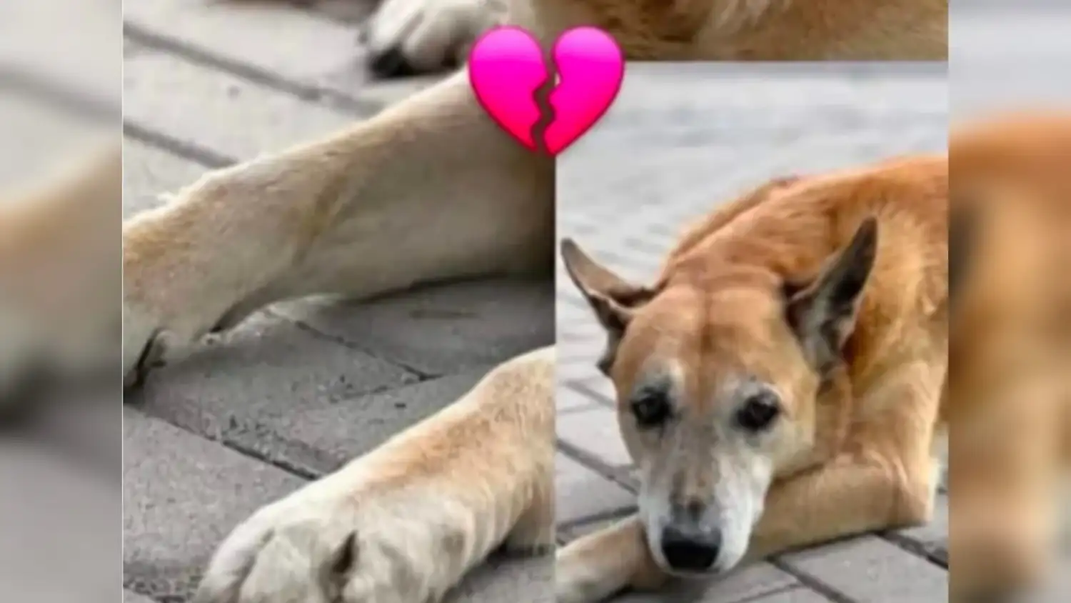 Dolor e indignación por la muerte de Tita, la perrita comunitaria del centro