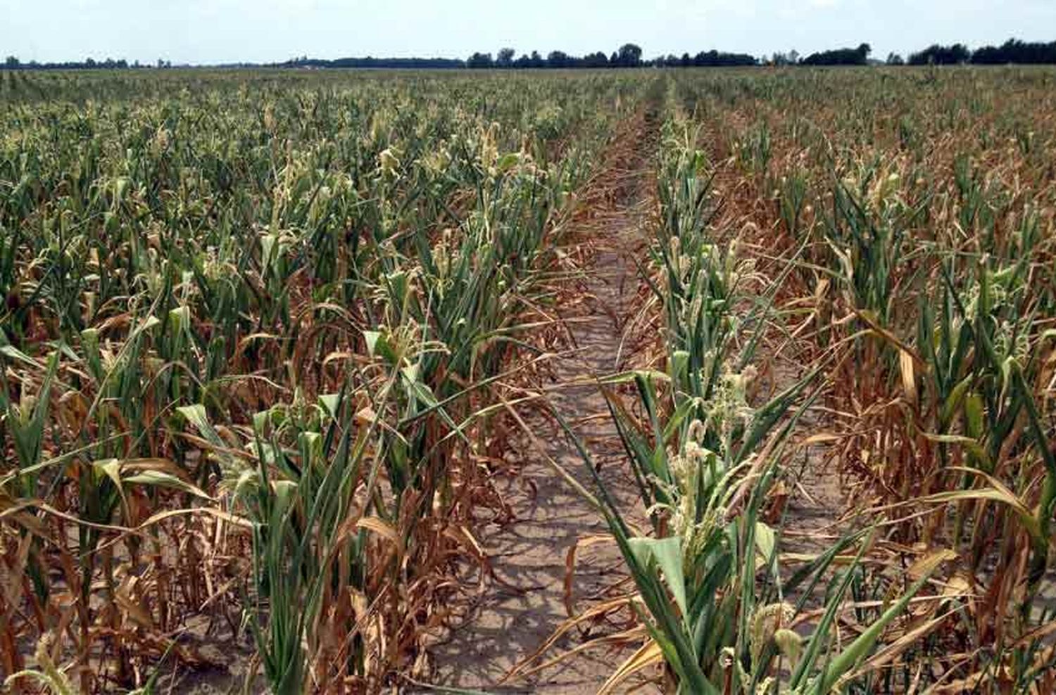 Sequía en Santa Fe: piden declarar la emergencia agropecuaria para cuatro departamentos del norte provincial