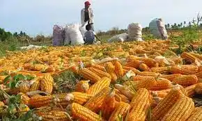 INSEGURIDAD ALIMENTARIA: Sector agropecuario no abastece ni siquiera al 25% de la población