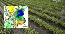 La soja entre los excesos y el repunte tras la falta de agua