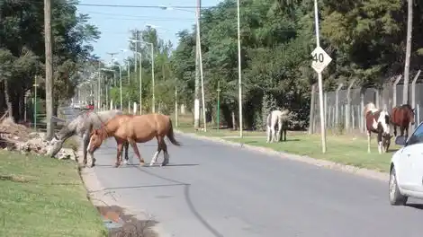 Junín: En seis meses secuestraron 82 caballos sueltos en la vía pública