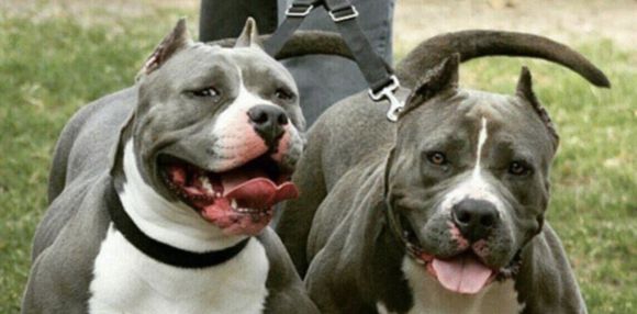 Liberó a sus pitbull para evitar ser detenida: dos policías resultaron heridos en Córdoba