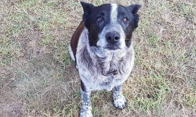 Una nena de 3 años que estaba perdida fue encontrada gracias a su perro sordo y ciego