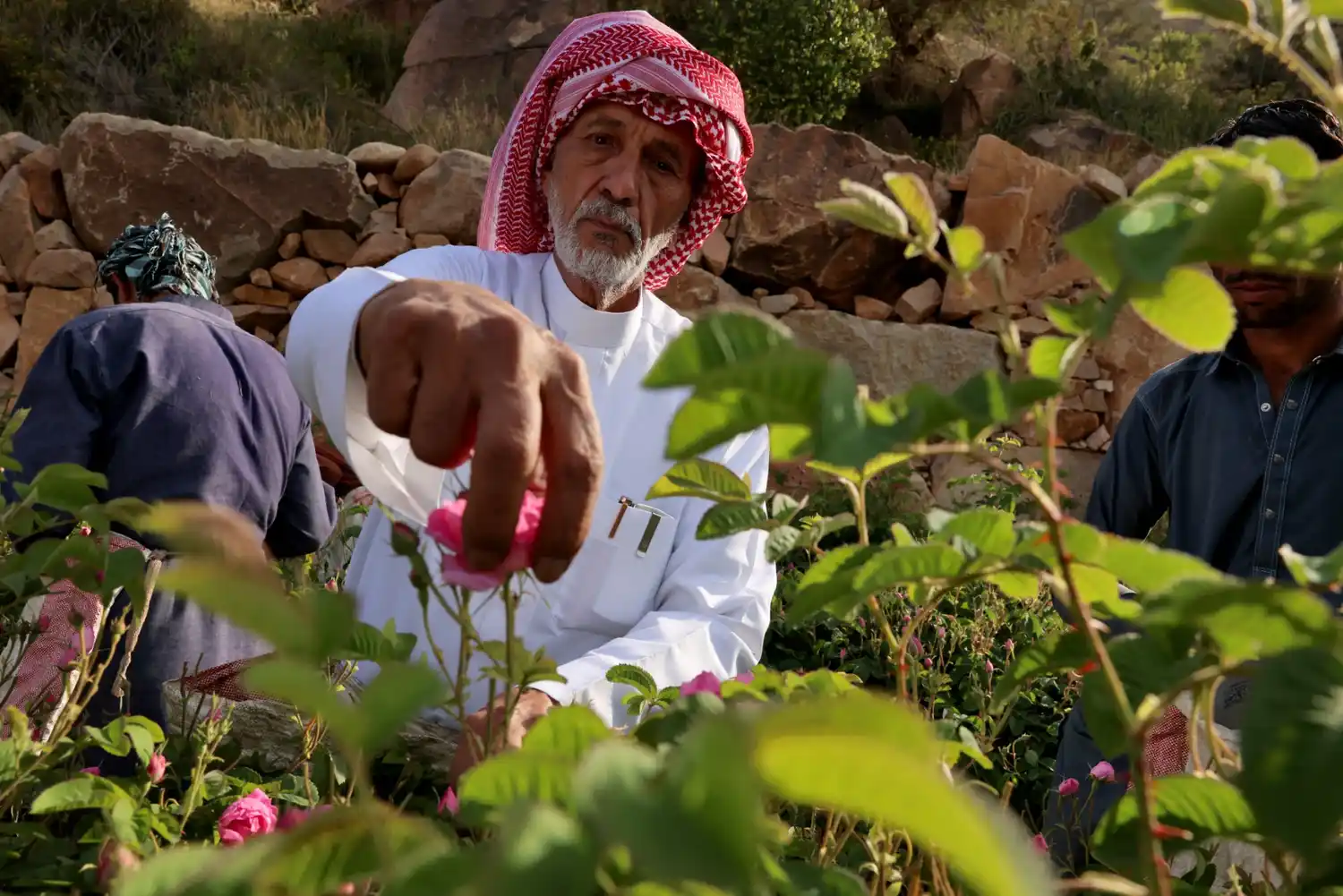 LA CIUDAD DE LAS ROSAS DE ARABIA: Un oasis de aroma en el corazón del desierto