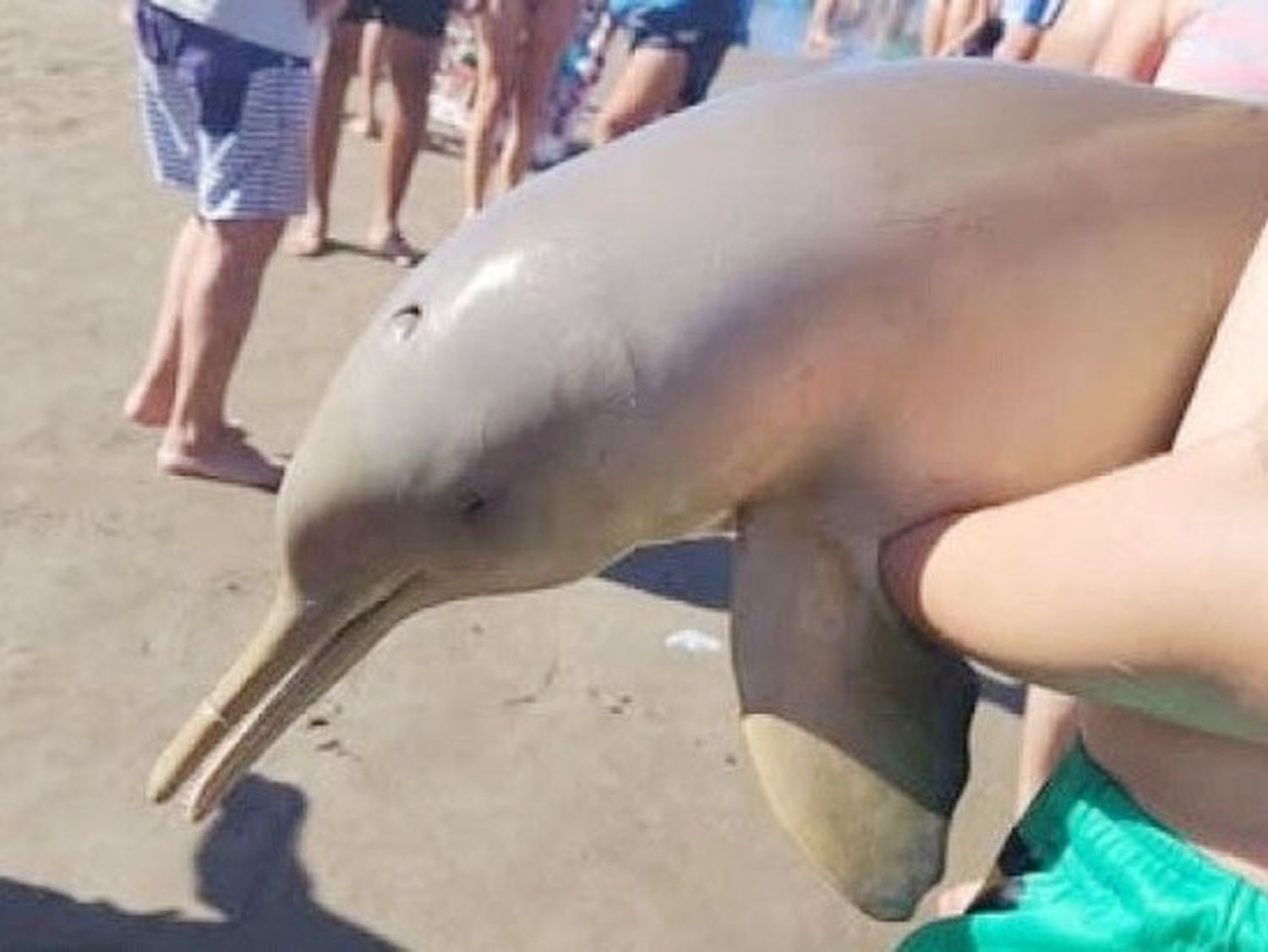 Delfín franciscana habría muerto por la imprudencia de turistas en Mar del Tuyú