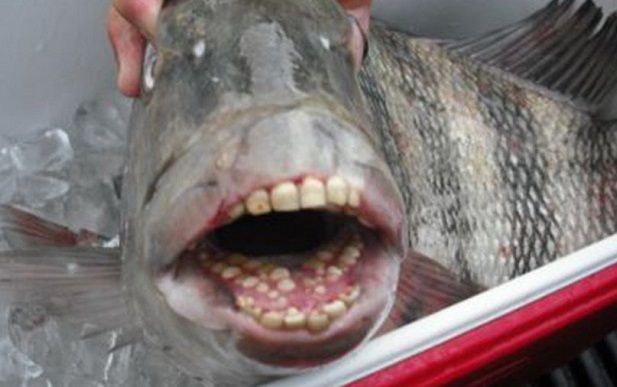 El extraño pez que tiene dientes humanos