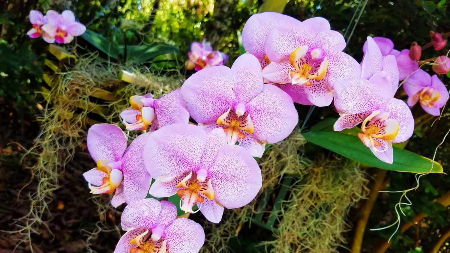 ¿Cuál es la flor ideal para regalar en pareja en esta época del año según el Feng Shui?