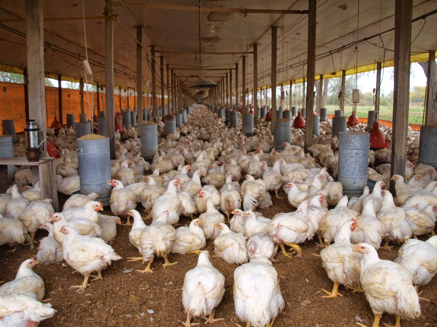 El tratamiento de la cama de pollo mejora la producción avícola y la gestión ambiental en Entre Ríos