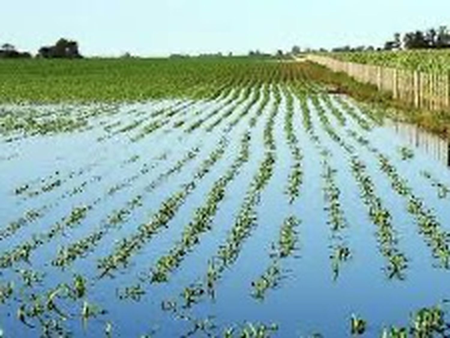 Declaran emergencia agropecuaria en Buenos Aires tras las inundaciones