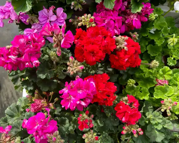 Geranios: la planta ideal para llenar la casa de flores y aroma todo el año