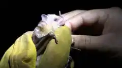 Descubrieron un virus muy similar al del coronavirus en murciélagos de Laos