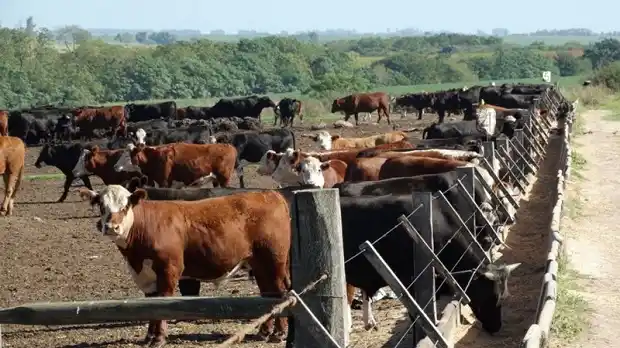 Jauría mató a 25 terneros en un campo cercano a la Ruta 16 y temen estampida 