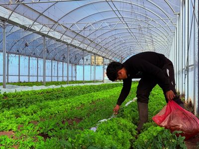 La huerta de María Teresa que abastece con verduras frescas a toda la región