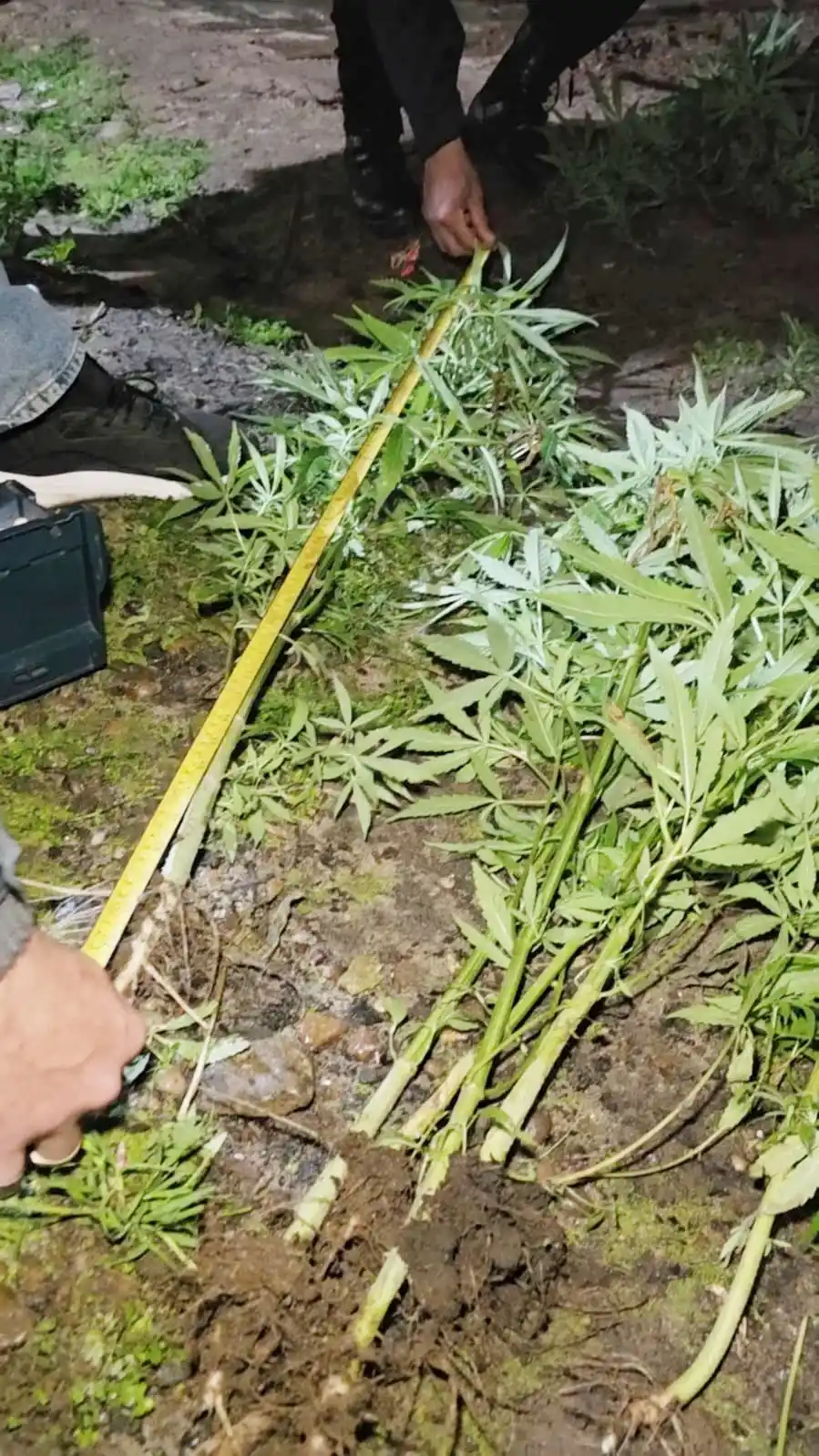 Una intervención por violencia de género derivó en el secuestro de 255 plantas de marihuana
