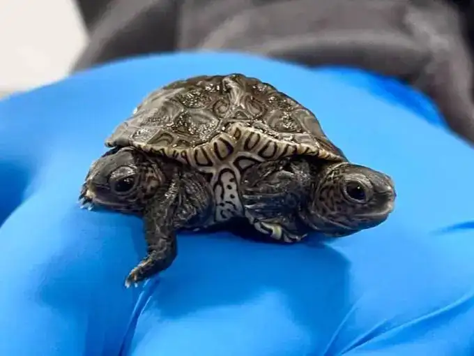 Tortuga de dos cabezas.