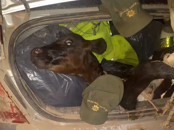 Llevaba un ternero en el baúl del auto y fue frenado en un control: “Me lo regaló mi suegro”