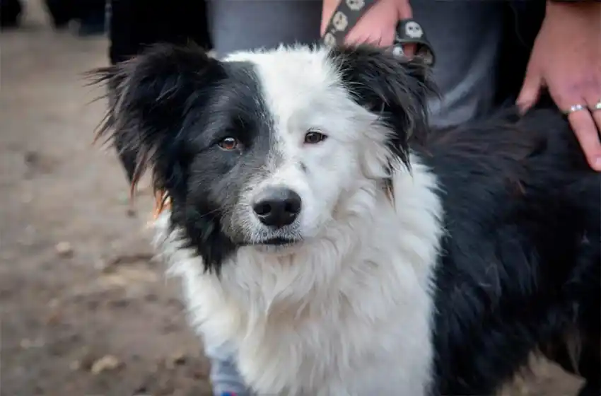 Cronograma del quirófano móvil para animales